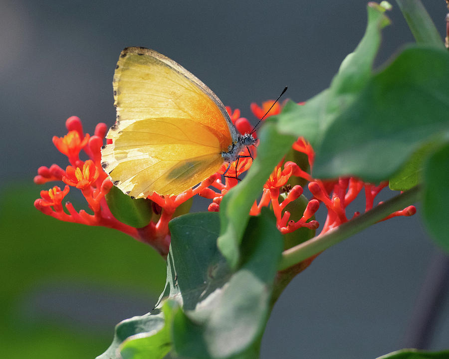 Another African Butterfly Photograph by Michael Dyer - Fine Art America