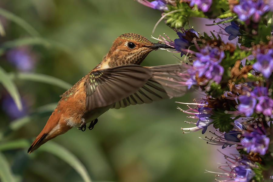 Another  Rufous Photograph by MaryJane Sesto