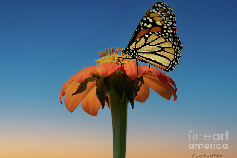 Another Angle Of Sunset Monarch Photograph