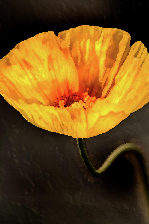 Another Artistic Yellow Spring Poppy Photograph by Don Johnson