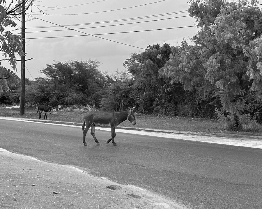 Another Ass in the Road BW Photograph by Lee Darnell