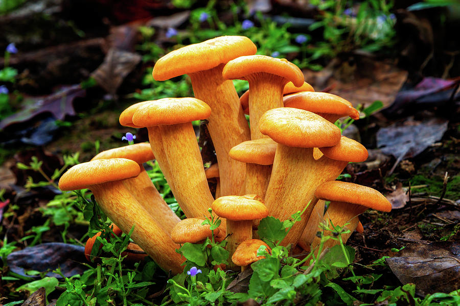 Another Bunch Of Orange Mushrooms Photograph by James Eddy