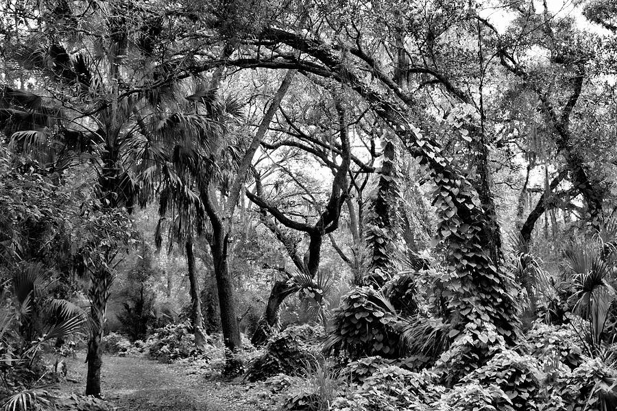 Another Florida Jungle Photograph by Robert Wilder Jr