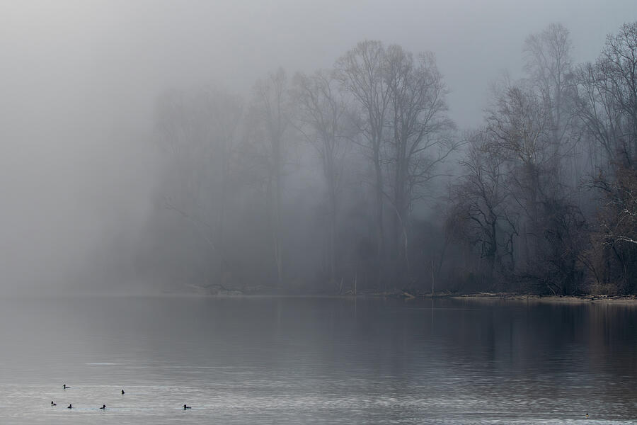 Duck Photograph - Another Foggy Duck Pond by Candice Lowther