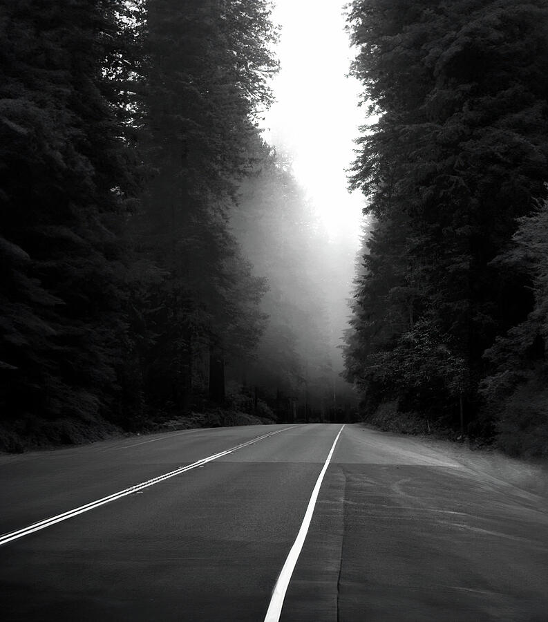 Another Foggy Morning on the Redwood Highway Photograph by Joe Schofield