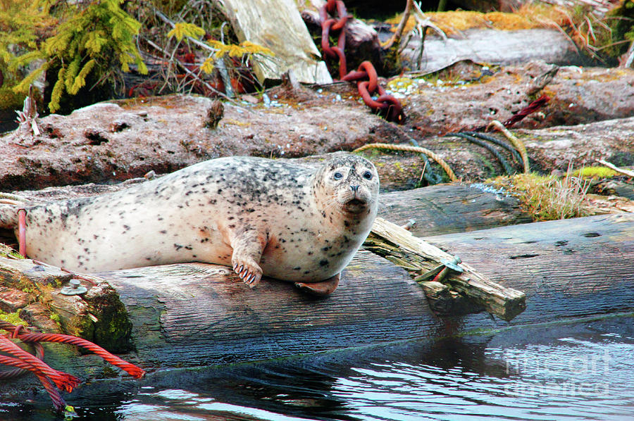 Another harbor seal Photograph by Steve Speights