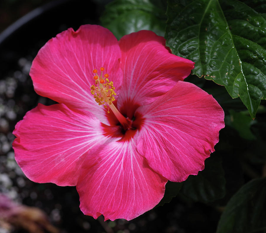 Another Hibiscus Photograph by Thomas Whitehurst