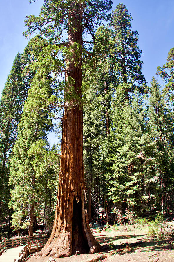 Another Huge Sequoia Tree in Sequoia National Park, California  Photograph by Ruth Hager