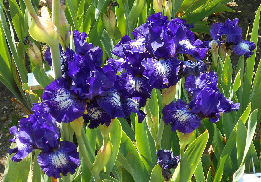 Another Iris Garden Photograph by Barbara Keith