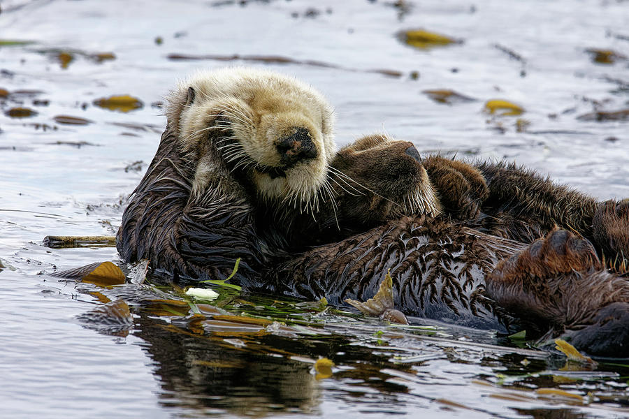 Another Long Afternoon -- Sea Otter and Pup in Morro Bay, California Photograph by Darin Volpe