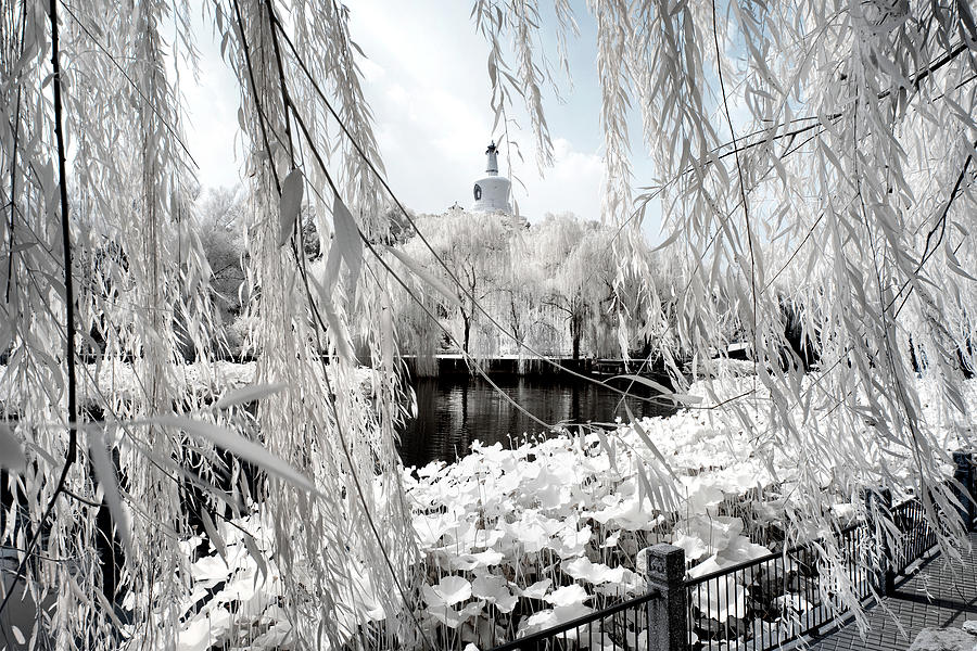 Another Look Asia China - Between the frozen leaves Photograph by Philippe HUGONNARD
