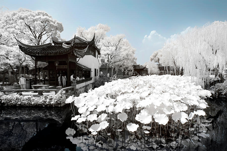 Another Look Asia China - WaterLily Photograph by Philippe HUGONNARD