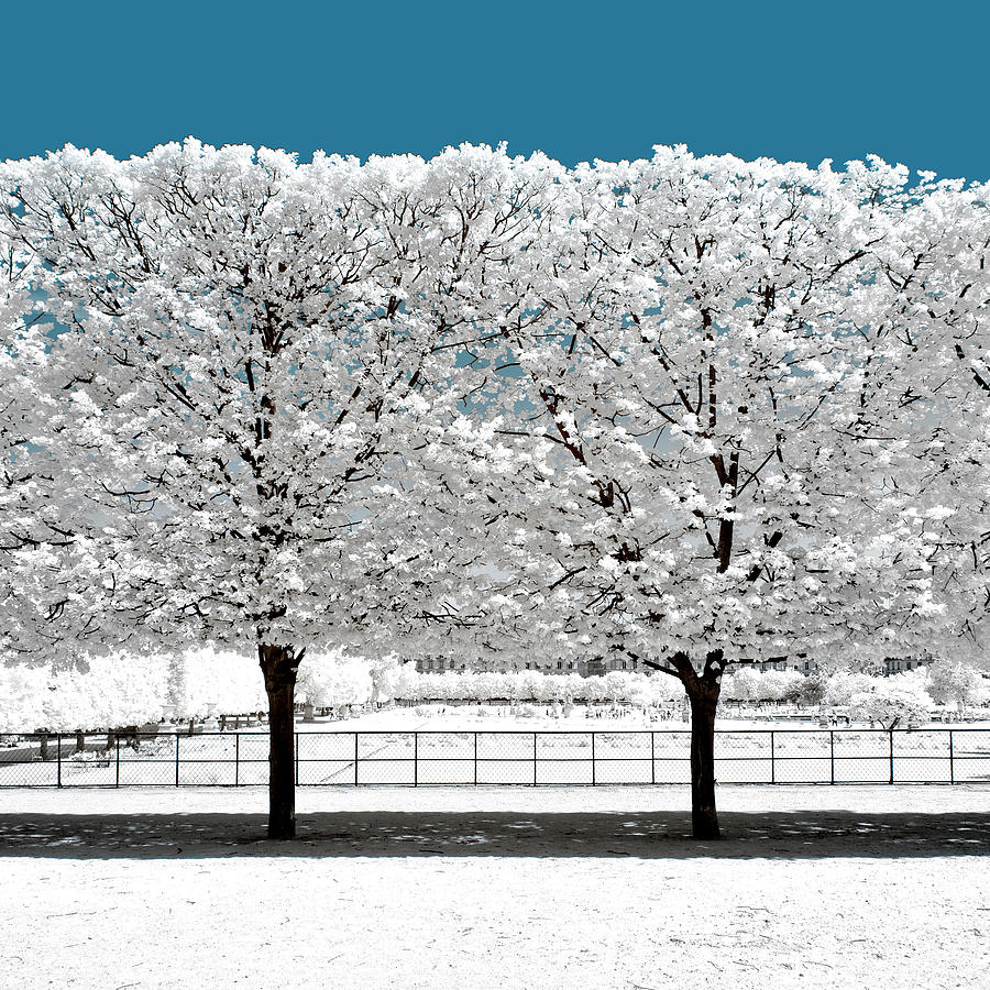 Another Look - Seasonal Whiteness I Photograph by Philippe HUGONNARD