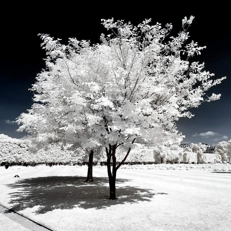 Another Look - White Frost I Photograph by Philippe HUGONNARD