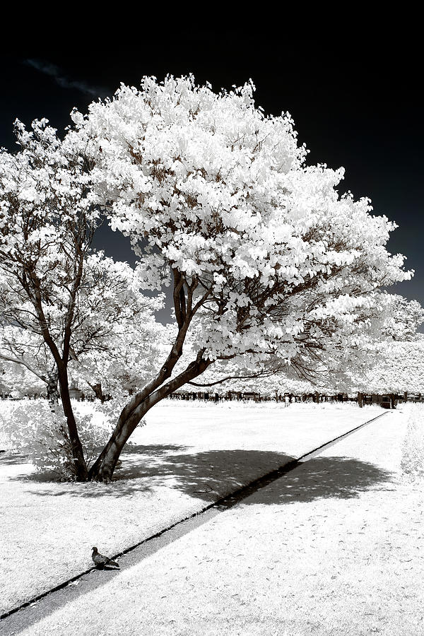 Another Look - White Tree I Photograph by Philippe HUGONNARD