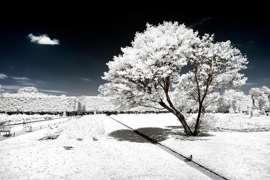 Another Look - White Tree Photograph by Philippe HUGONNARD