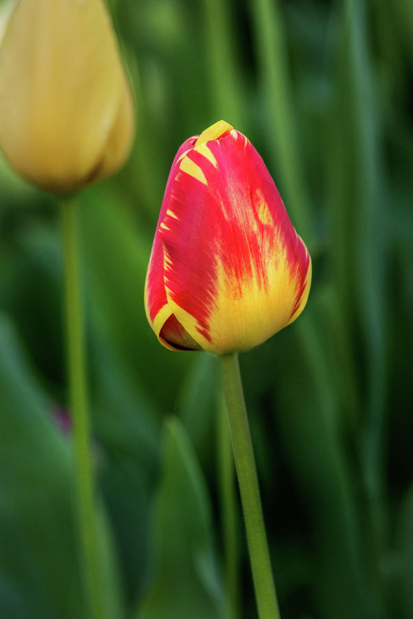 Another Lovely Tulip Photograph by Don Johnson