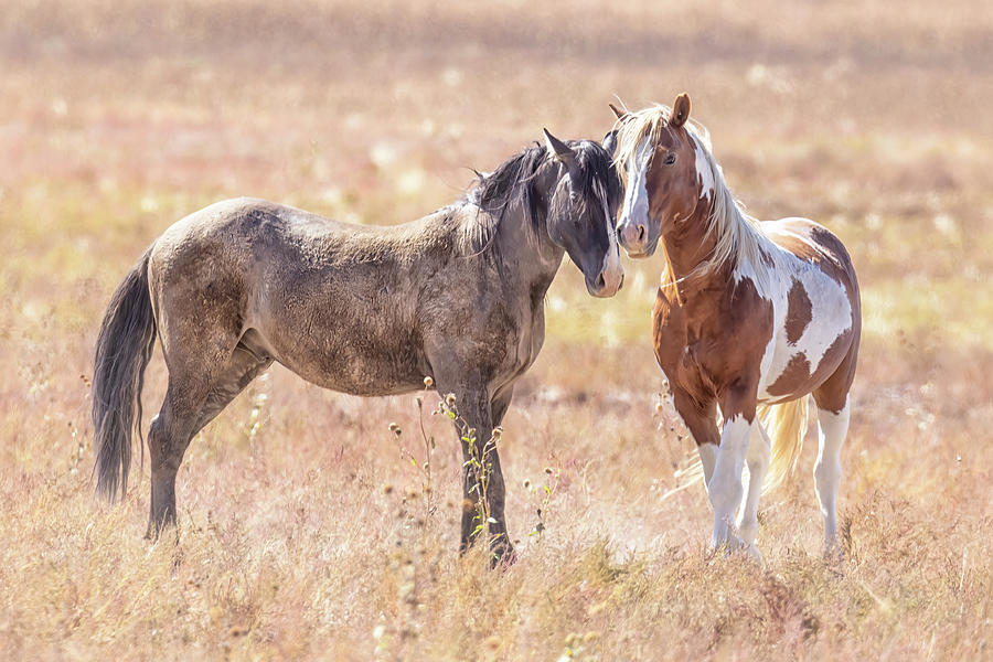 Another Onaqui Mustang Friendship Photograph by Belinda Greb