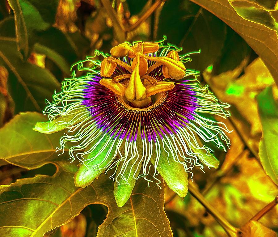 Another Passion Flower for Pele Photograph by Joalene Young