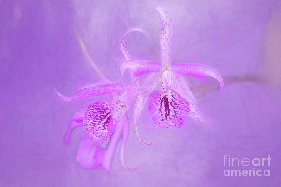 Nature Photograph - Another Purple Orchid by Ed Taylor
