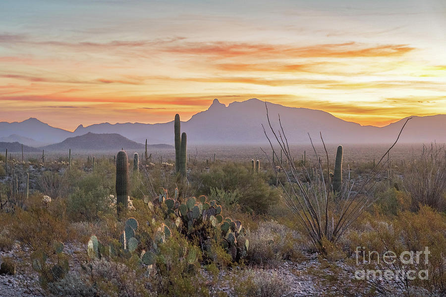 Another Sonoran Sunrise Photograph by Jeff Hubbard