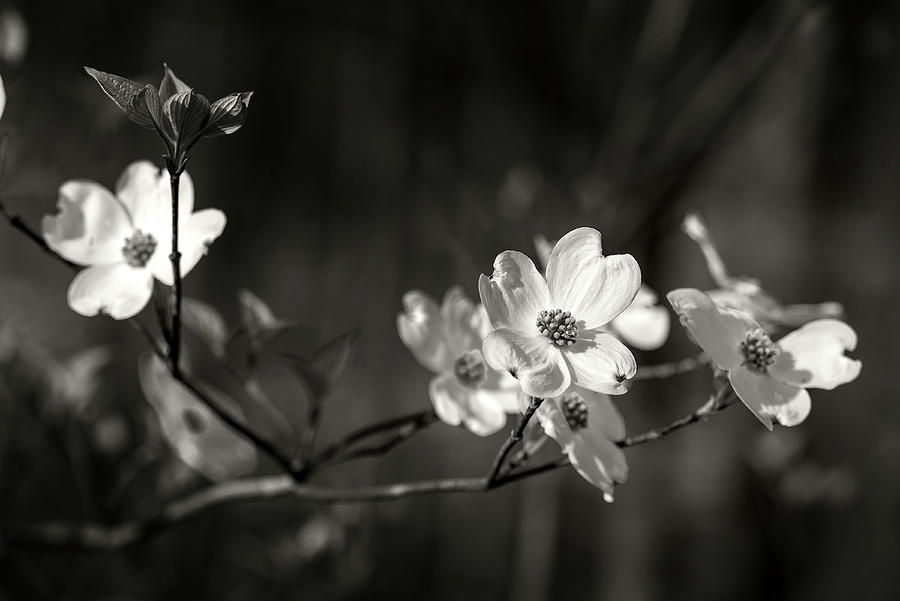 Spring Photograph - Another Spring Dogwood by Bud Simpson