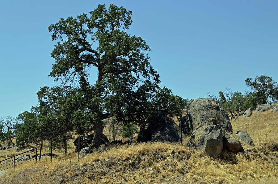 Another Tree And Rock Photograph