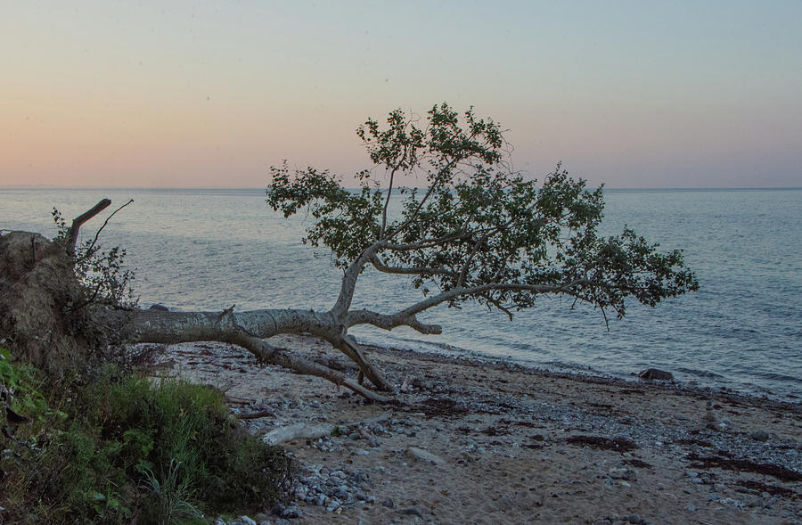 Sunset Photograph - Another tree had fallen by Juergen Hess