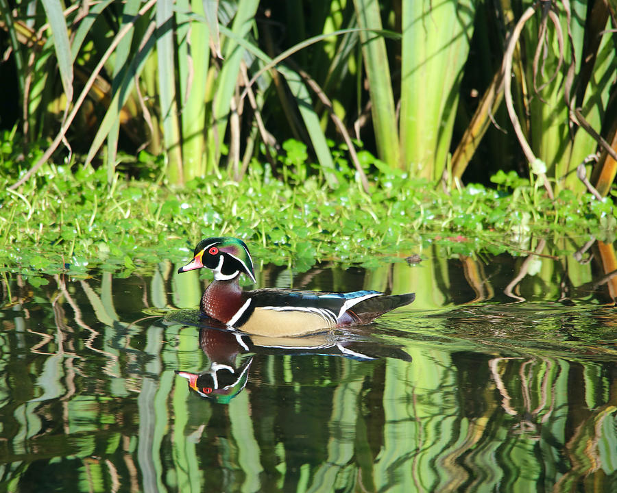 Another Wood Duck Reflection Photograph by Todd Kreuter