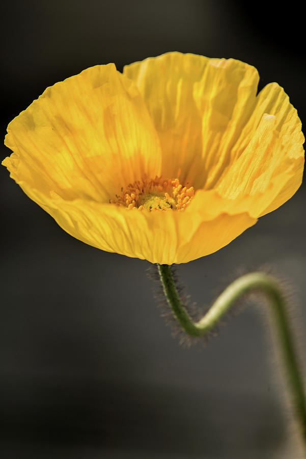 Another Yellow Spring Poppy Photograph by Don Johnson