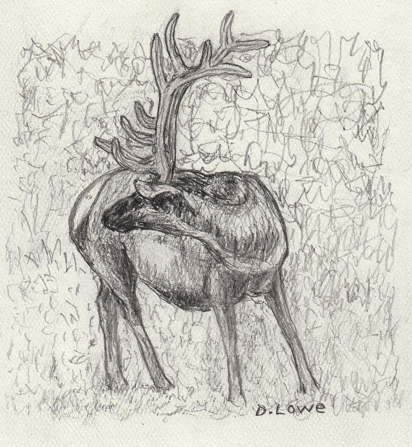 Another Yellowstone Elk Drawing by Danny Lowe