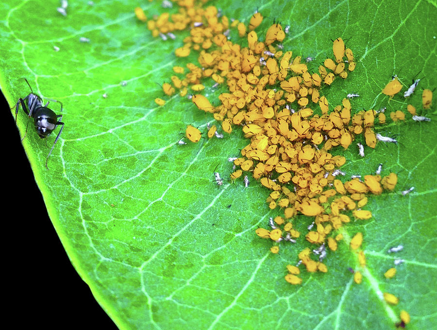 Ant and Aphids Photograph by Alex Gordon - Fine Art America