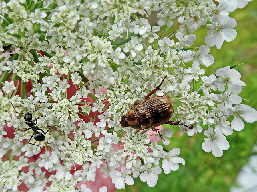 Ant and Beetle on Inflorescence of the Wild Carrot Photograph by Lyuba Filatova