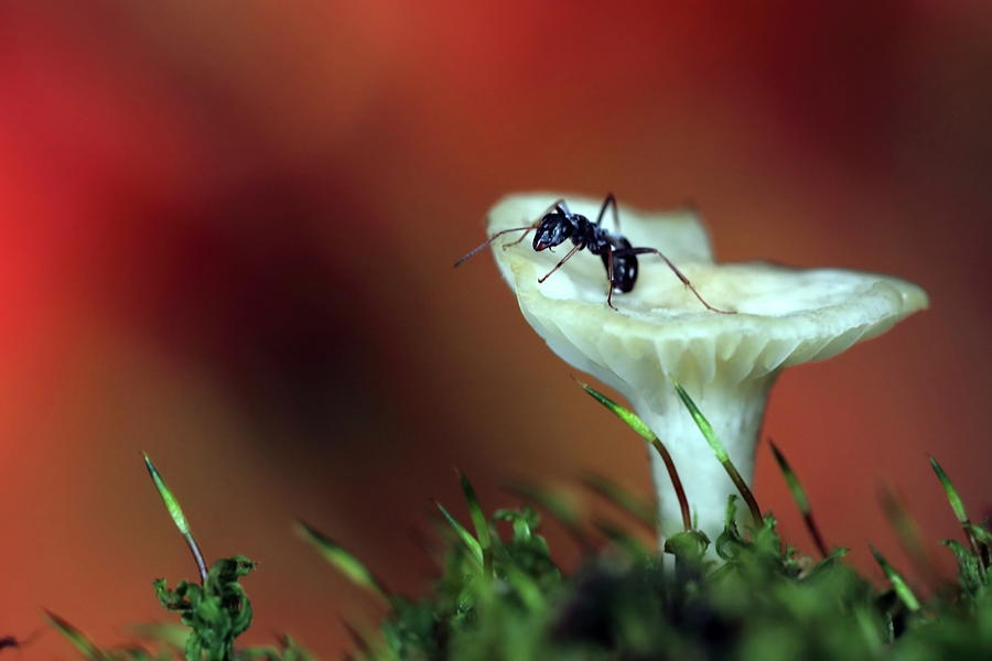 Ant and mushroom macro Photograph by Alex Nikitsin - Fine Art America