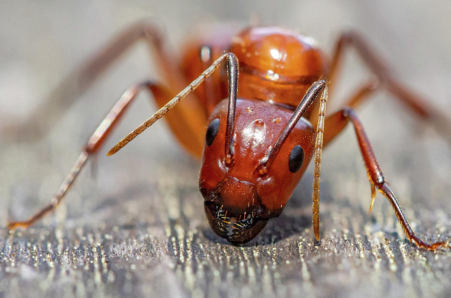 Ant Photograph by Anna Rumiantseva