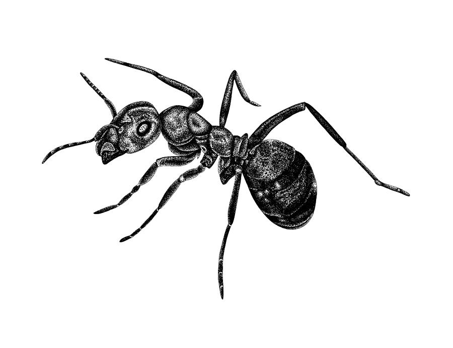 Ant Drawing by Loren Dowding