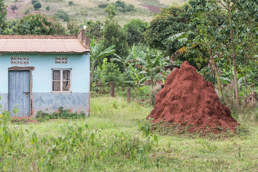 Ant mound in Uganda Photograph by Travel Quest Photography