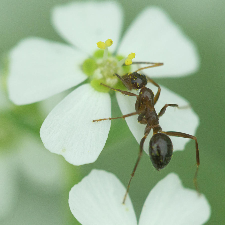 Ant on a Flower Photograph by David Morehead