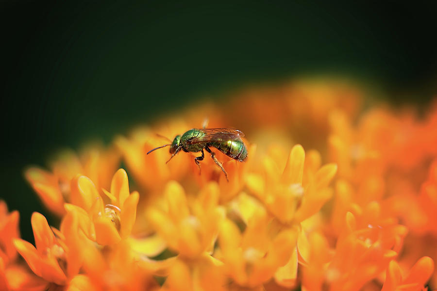 Ant on Orange Photograph by Nicole Engstrom