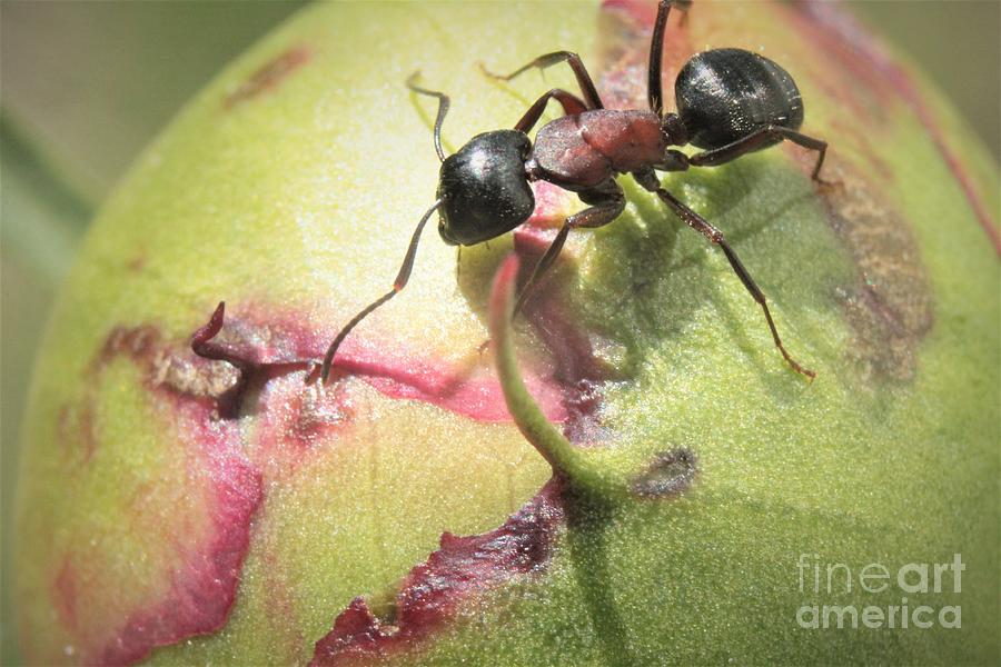 Ant On Peony Bud Photograph By Stephen Thomas Fine Art America   Ant On Peony Bud Stephen Thomas 