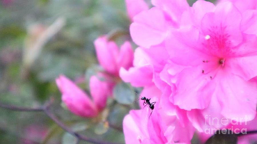 Tiny Explorer Ants Journey On A Pink Azalea Petal Photograph