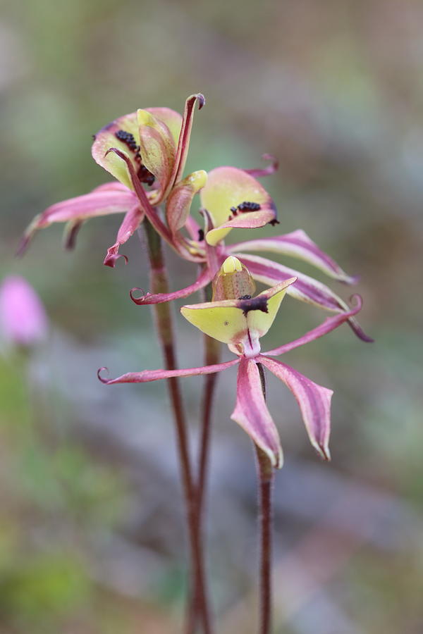 Ant Orchids Photograph