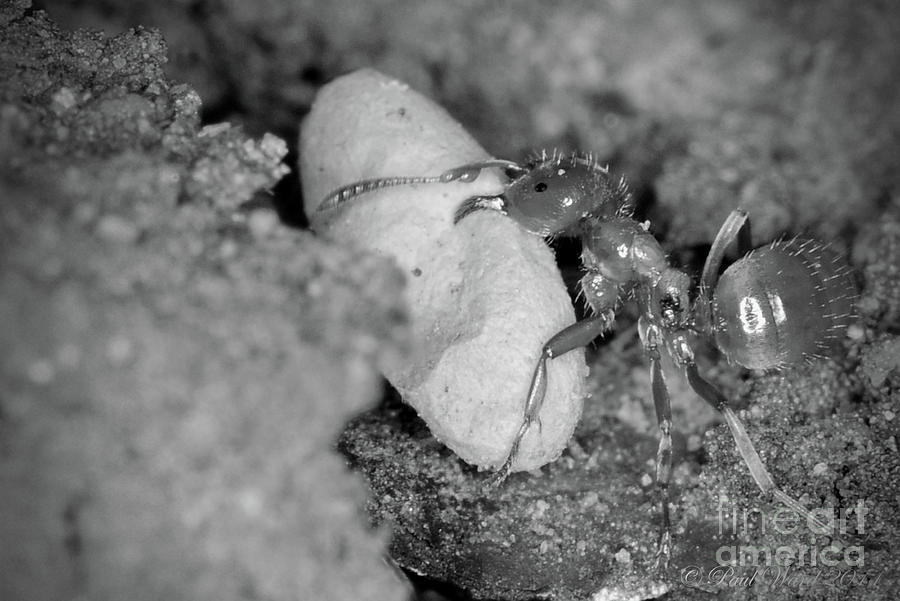 Ant Protecting Egg in black and white Photograph by Paul Ward