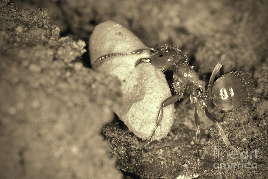 Ant Protecting Egg in sepia Photograph by Paul Ward