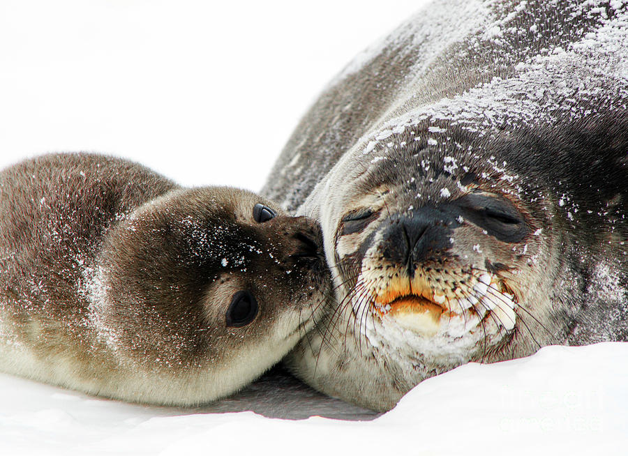 Antarctic Fur Seal with Baby Kissing Its Mother Photograph by Doc Braham