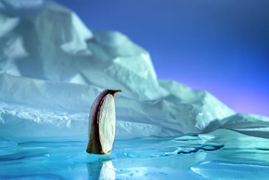 Antarctic garlic penguin Photograph by Cacio Murilo De Vasconcelos