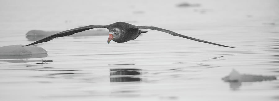 Antarctic Giant Petrel Low Level Over Fournier Bay-BW-SC Photograph by Jeff at JSJ Photography