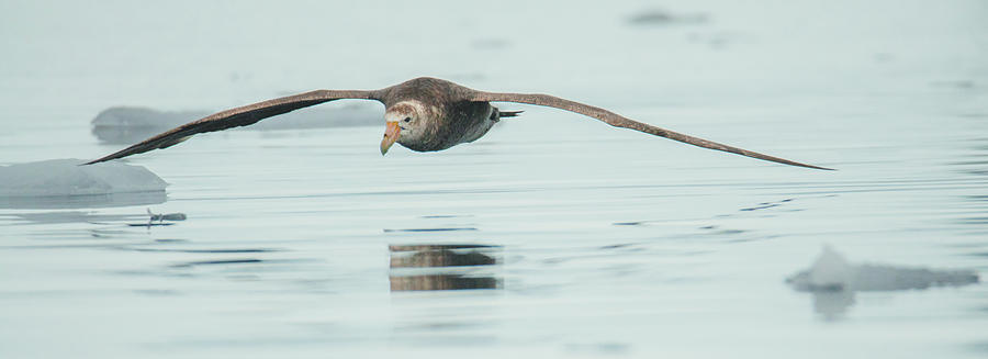 Antarctic Giant Petrel Low Level Over Fournier Bay Photograph by Jeff at JSJ Photography