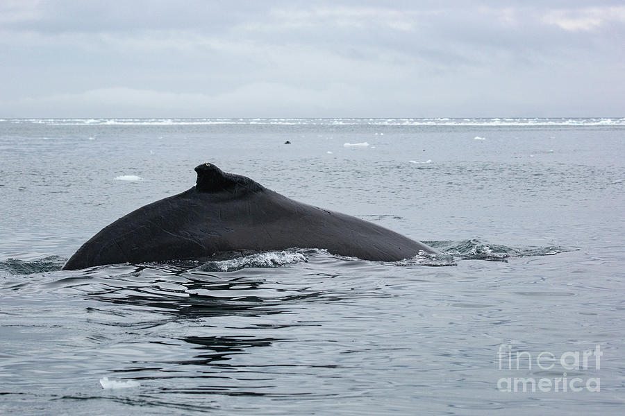 Antarctic Minke Whale Balaenoptera Bonaerensis N2 Photograph By Eyal ...