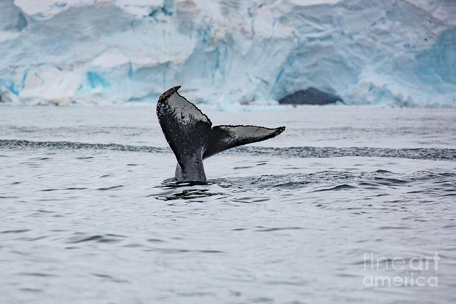 Antarctic Minke Whale Balaenoptera Bonaerensis N3 Photograph By Eyal ...